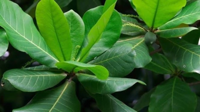 Practical Uses of Catappa Leaves in Daily Life and Aquariums